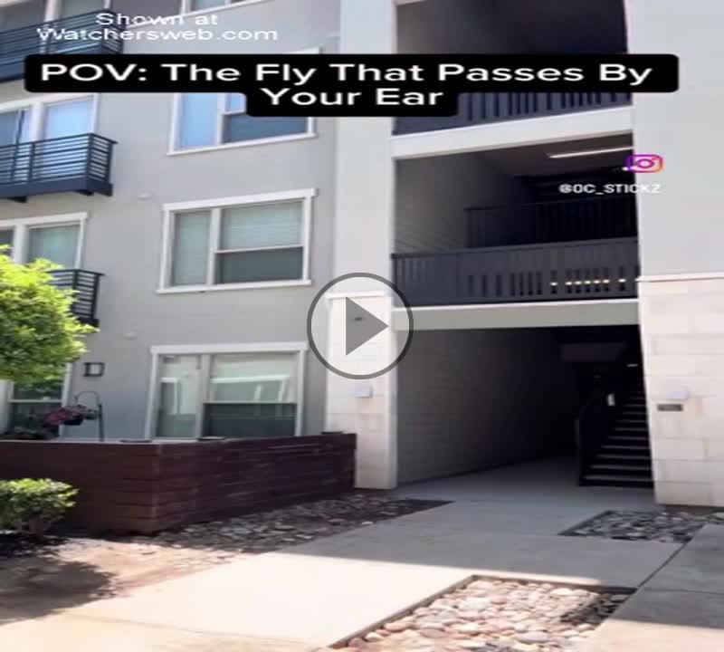 The Fly