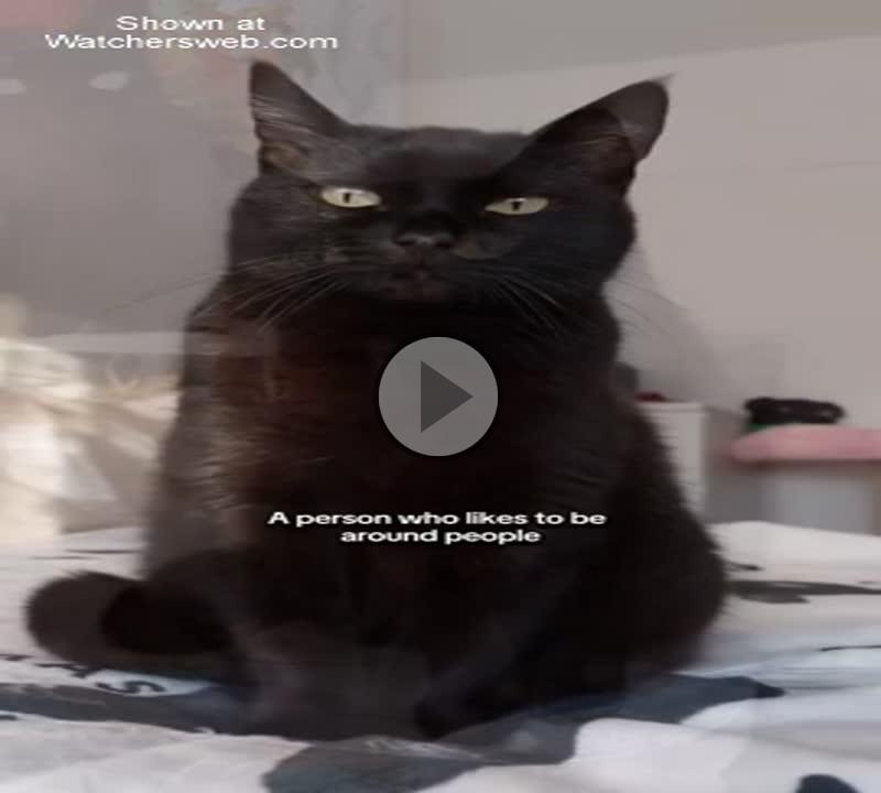 Be Around Cats