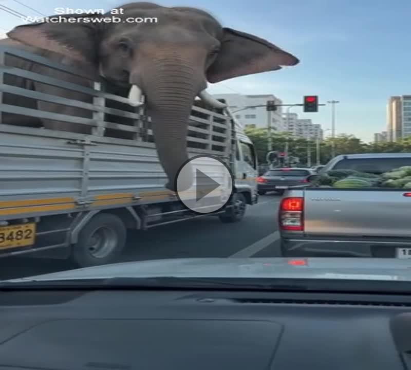 Elephant Thief