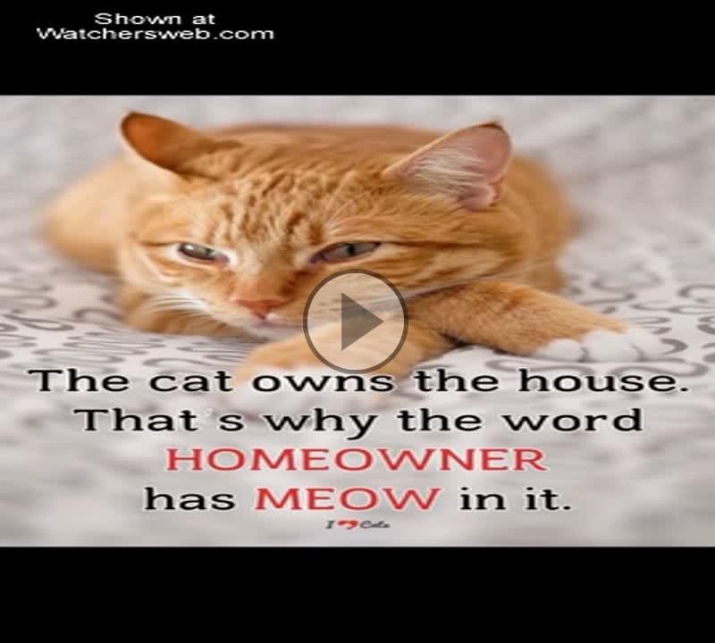 Cat Own The House