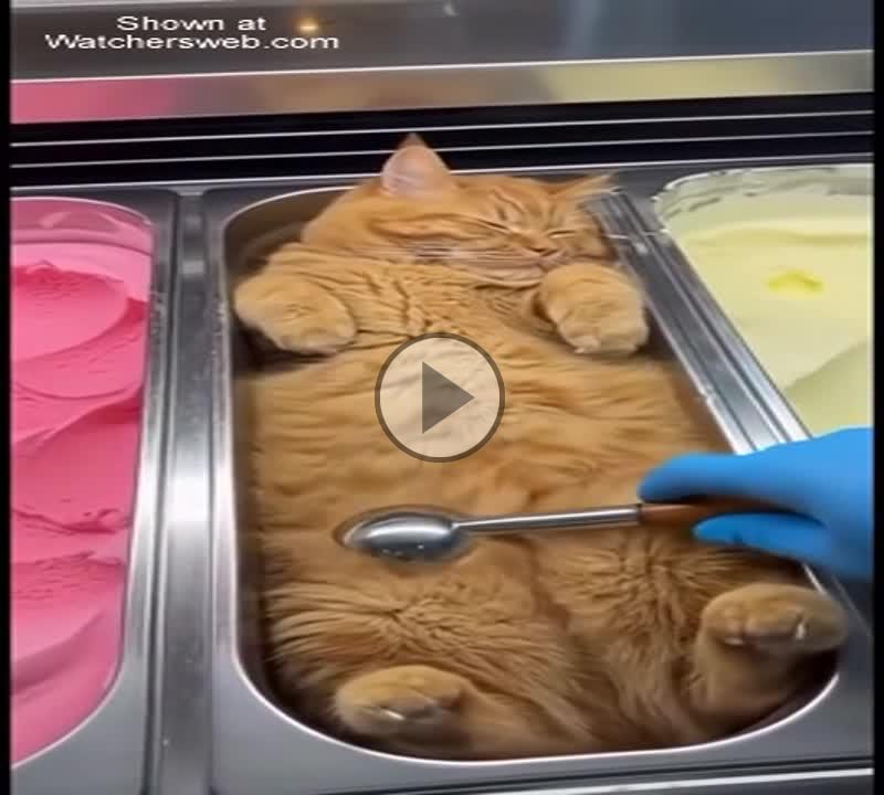Ice Cream Cat