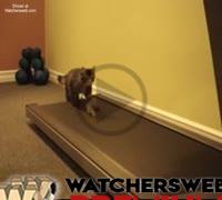 Treadmill Kitten