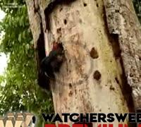 Crazy Woodpecker Clip