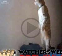 The Standing Cat