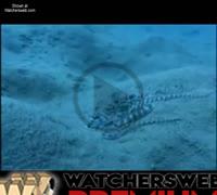 Mimic Octopus