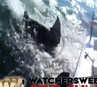 Shark Steals Catch