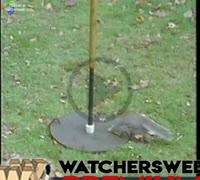 Mission Impossible Squirrel