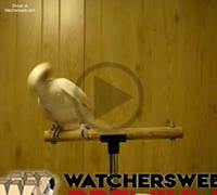 THE BIRD  &  RAY CHARLES