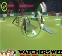 Dog Competition Fail