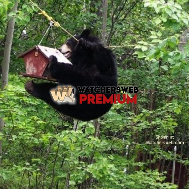 Bear On A Wire #4 - p - T - Canada