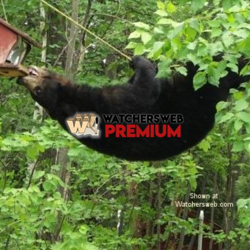 Bear On A Wire #3 - p - T - Canada