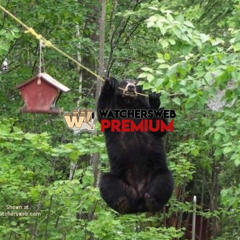 Bear On A Wire #2 - p - T - Canada