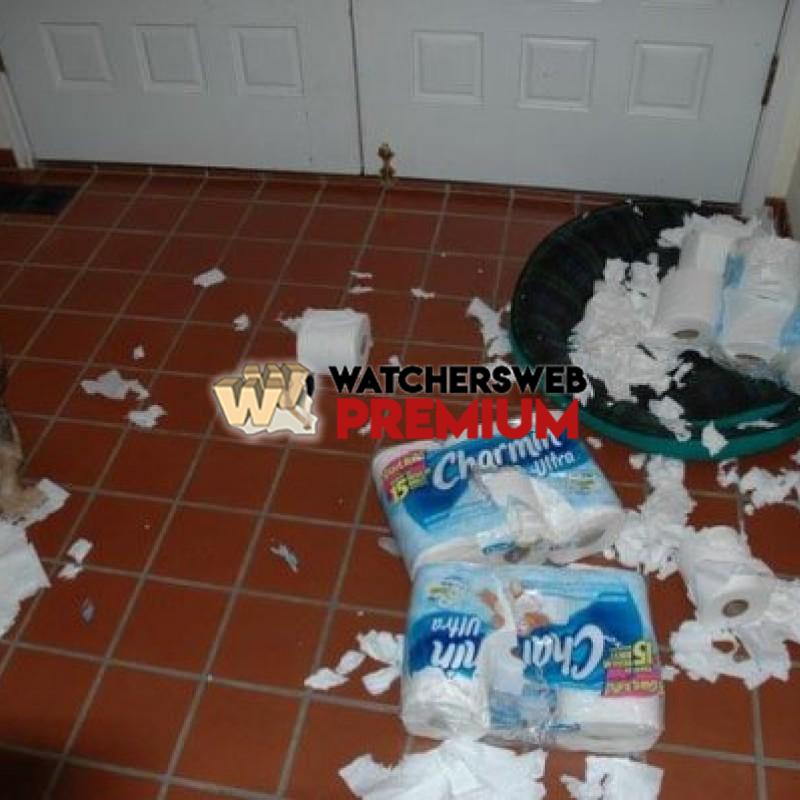 Doggie Litter - p - Stumper - Canada