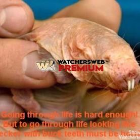 African Naked Mole Rat - p - Stumper - Canada