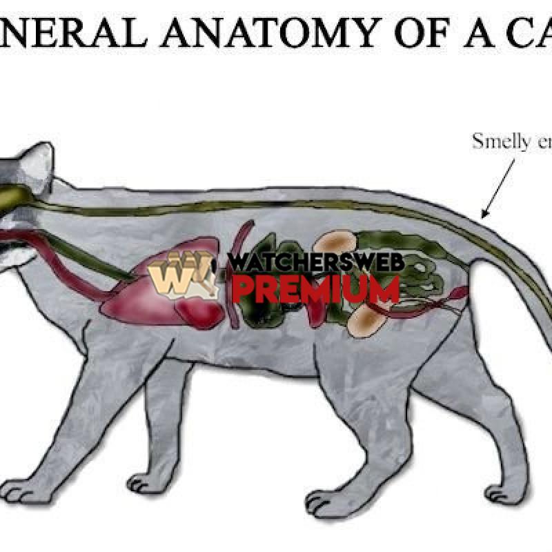 Anatomy Of A Cat - c - Jermaine