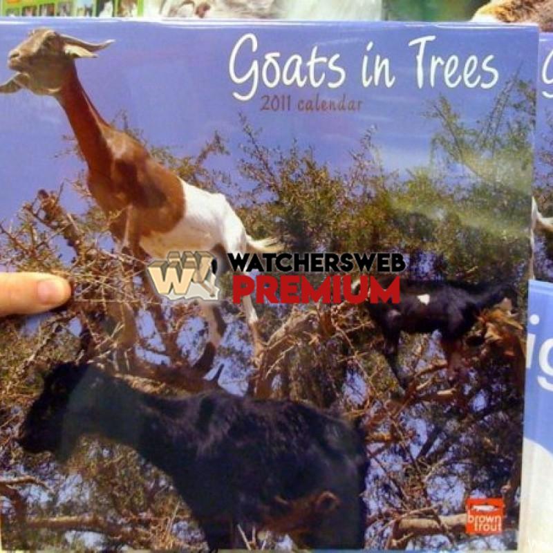 Goats In Trees - p - Jermaine