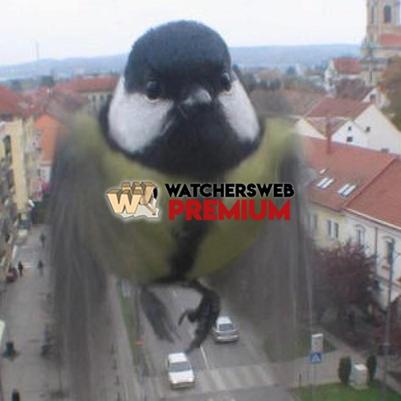 Perfect Timed Pics #12 - p - Tom - Canada