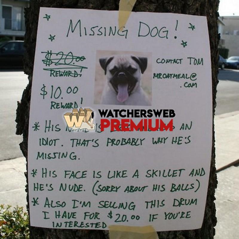 Missing Dog - p - Jermaine