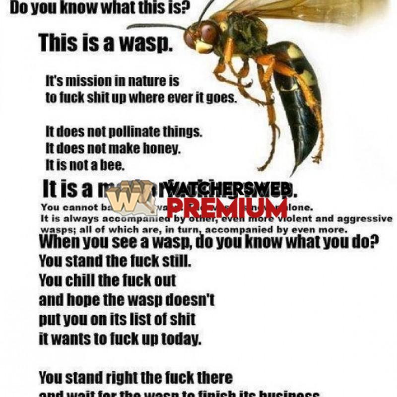 Wasps - p - Jermaine