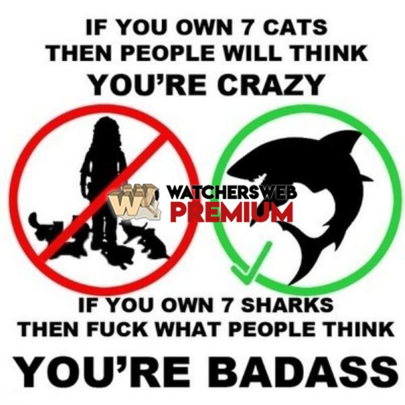 Cats Vs Sharks - c - Jermaine