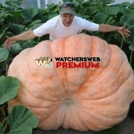 Giant Pumpkin - p - Jermaine