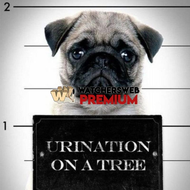 Pug Mug Shot - p - Jermaine