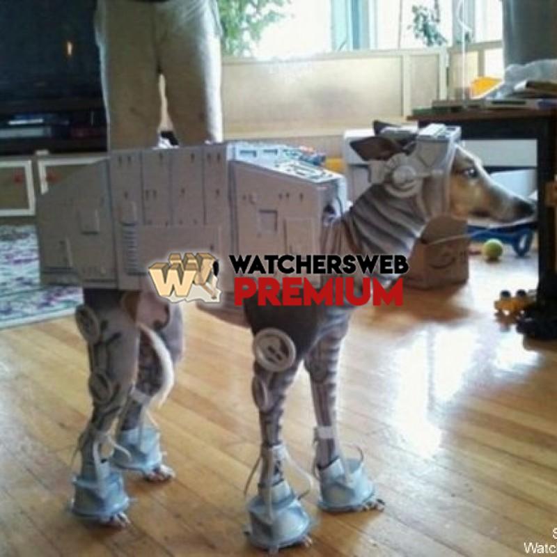 Cool Dog Costume - p - Jermaine