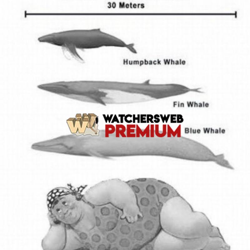 Whale Comparison Chart - c - Jermaine