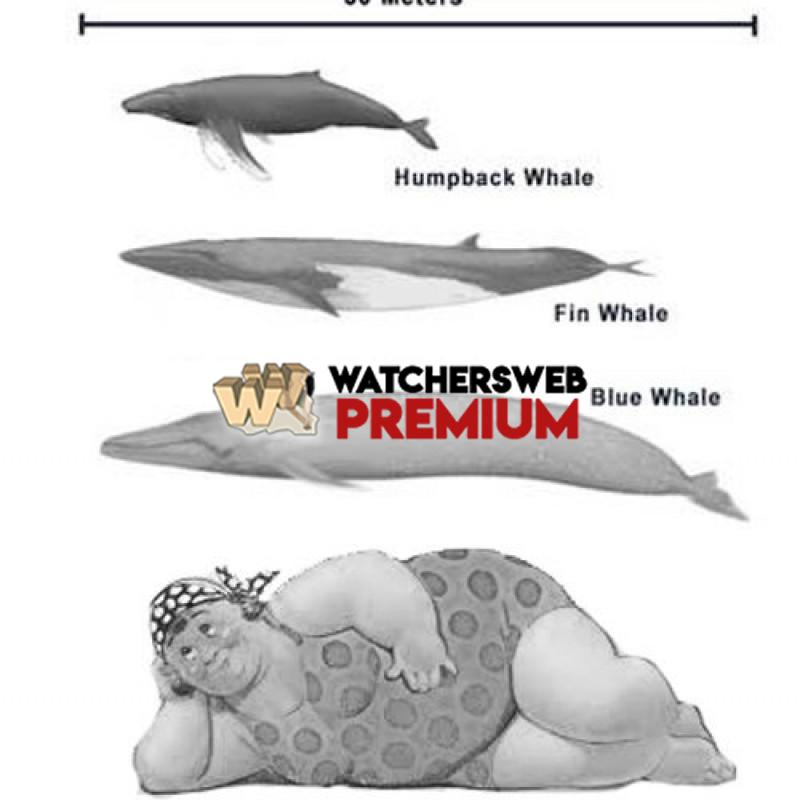 Whale Comparison Chart - c - Jermaine