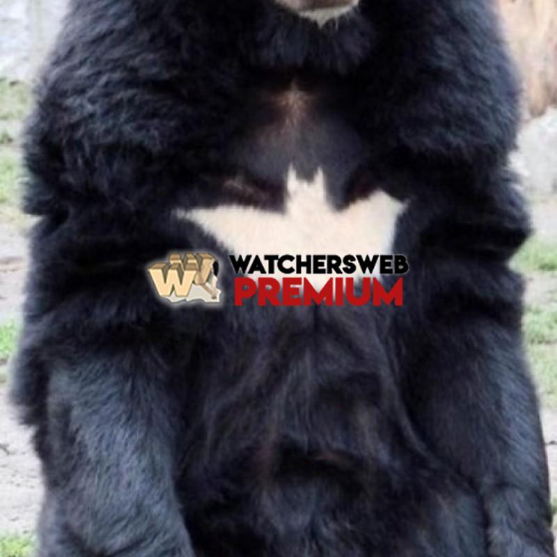 Batbear - p - Jermaine