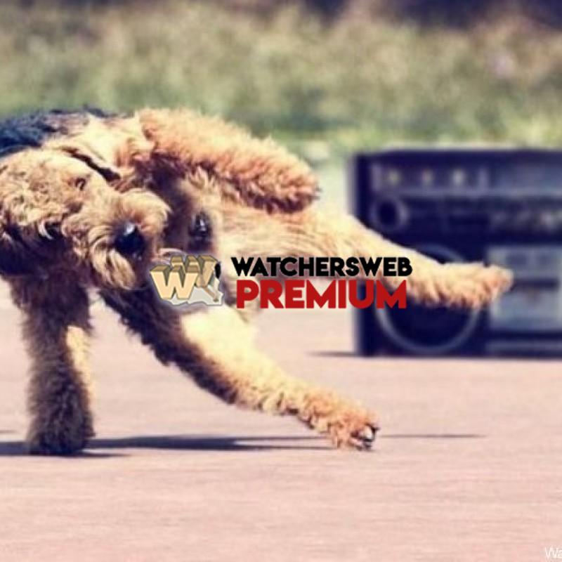 Breakdancing Dog - p - Jermaine