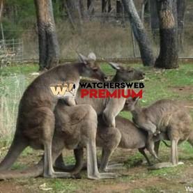 Aussie Orgy - p - Jermaine