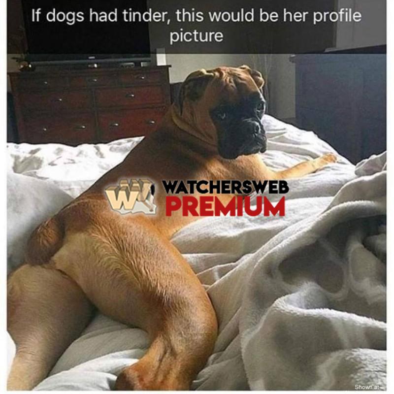 If Dogs Had Tinder - p - Monique, QLD - Australia