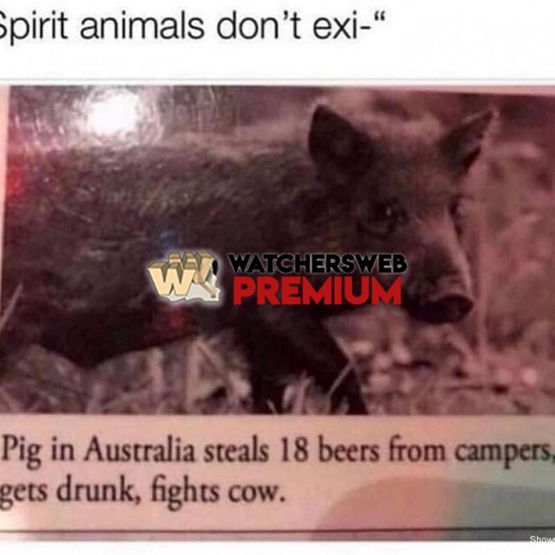 Spirit Animal - Ray - QLD, Australia