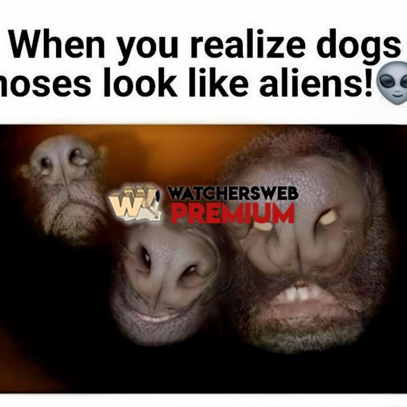 Cant Unsee It - Ray - Australia