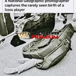 Amazing - Ray - QLD, Australia