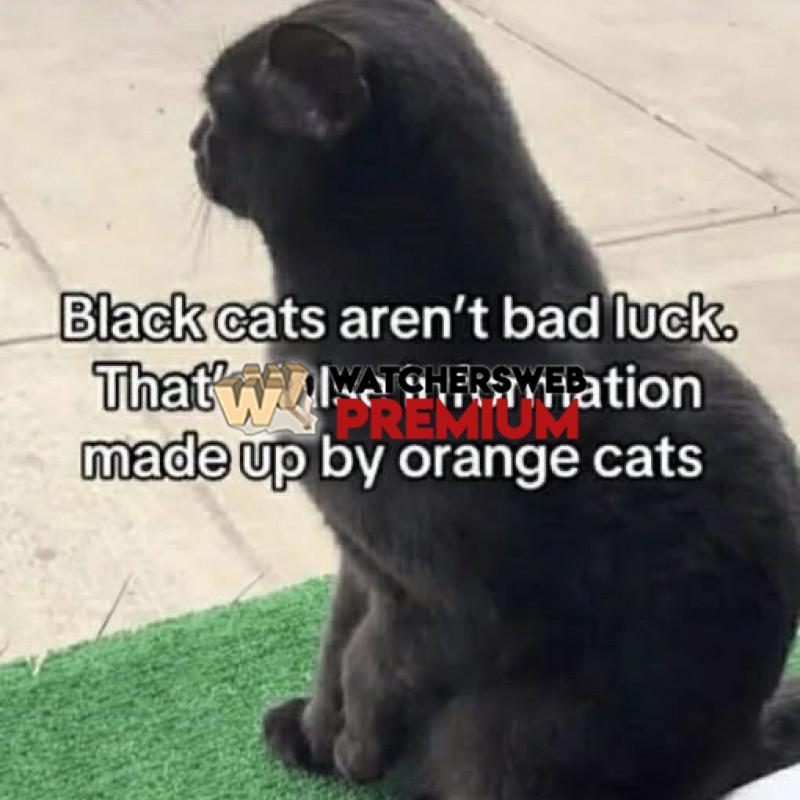 Nasty Cats - Ray - QLD, Australia