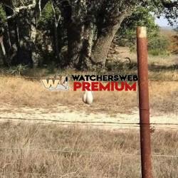 Only In Australia - Ray - QLD, Australia