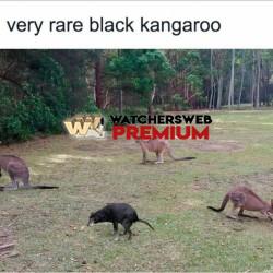 Only In Australia - Ray - QLD, Australia