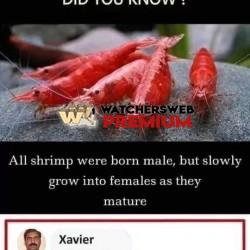 TikTok - Ray - QLD, Australia