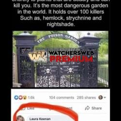 Macarbe - Ray - QLD, Australia