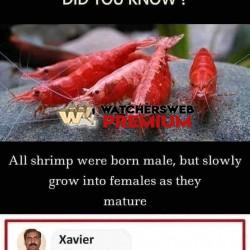 True - Ray - QLD, Australia