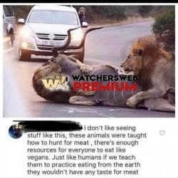 Idiot - Ray - QLD, Australia