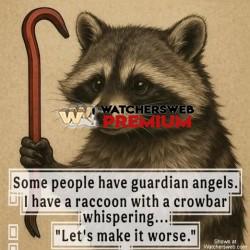 Raccoon - Emma - QLD, Australia