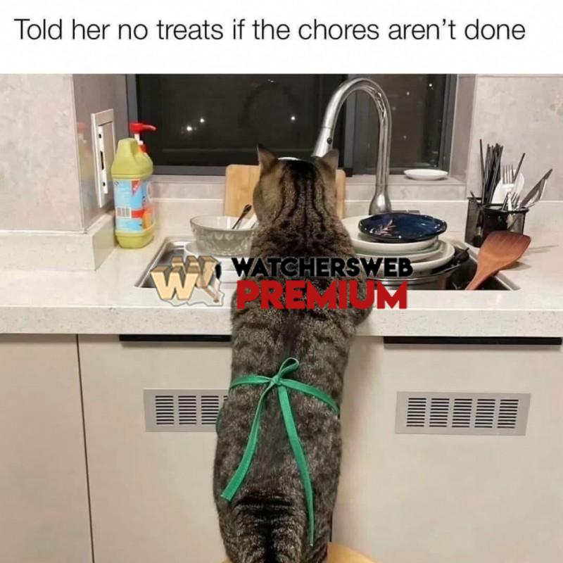 For the cat lovers - Ray - QLD, Australia