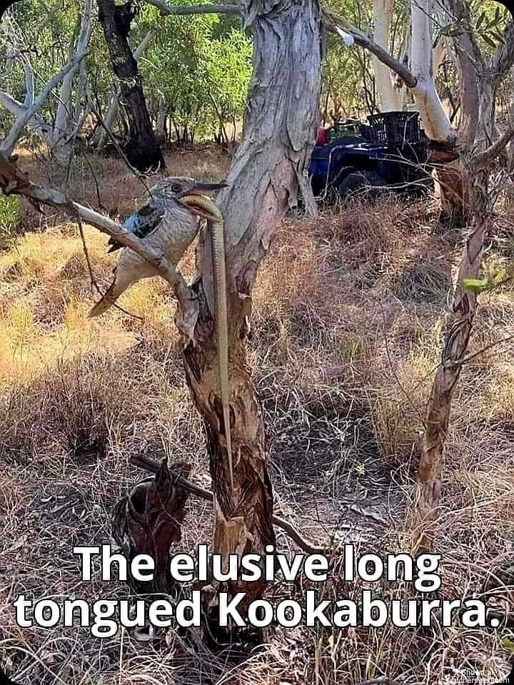 Only In Australia #0