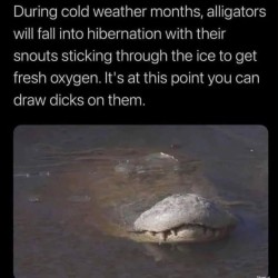 Hibernation