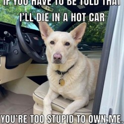 I'll Die In A Hot Car