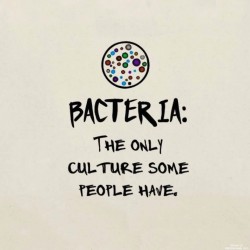 Bacteria