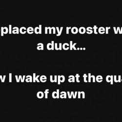Replaced My Rooster